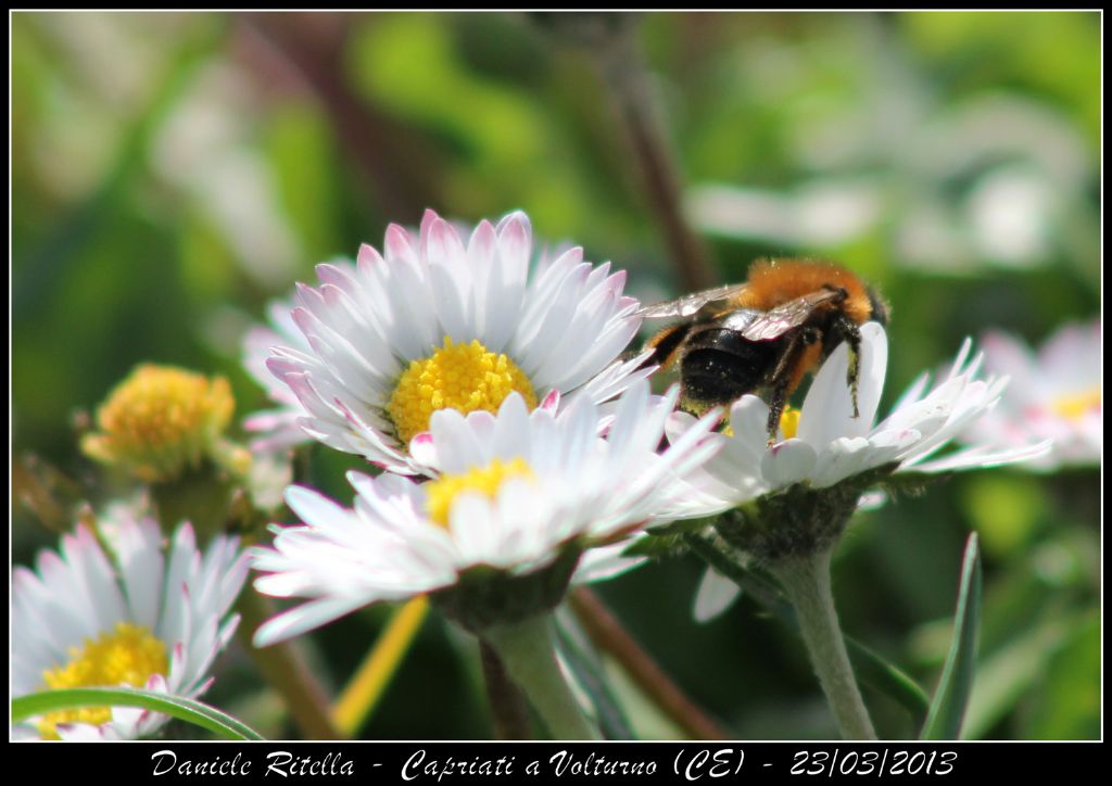 Andrena thoracica???